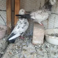 کفترجوجه کشی