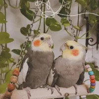 دوعدد عروس هلندی نر