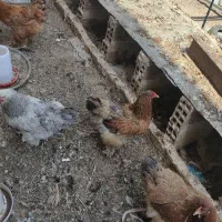 مرغ و‌خروس برهما وارداتی