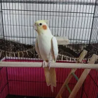 عروس لوتینو