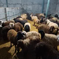 بره نروماده