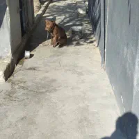 سگ پیتبول گمشده اندیشه فاز یک|حیوانات|اندیشه, شهرک المهدی|دیوار