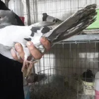 صرب کاغذی|پرنده|مسجد سلیمان, |دیوار