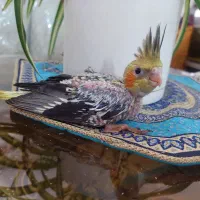 جوجه عروس هلندی