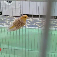 قناری|پرنده|مشهد, ثامن|دیوار