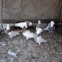 طوقی|پرنده|اصفهان, شهرک زاینده رود|دیوار