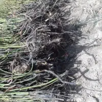 نهال گل محمدی