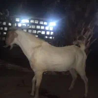 سه تا نریگ خوب|حیوانات مزرعه|میناب, |دیوار