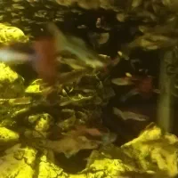 1100عدد ماهی گوپی|ماهی|شیراز, پودنک|دیوار