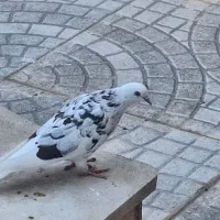 ماده کفتر عالی|پرنده|گرمسار, |دیوار