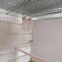 طوطی برزیلی|پرنده|بهار, |دیوار