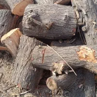 خرید چوب|خدمات باغبانی و درختکاری|رامهرمز, |دیوار