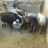 میش بره۶عدد(بره ها نر)|حیوانات مزرعه|بروجرد, |دیوار