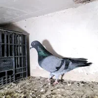 کفتر پرشی المانی پلنگ کرمونی وطوقی|پرنده|سلیمان, |دیوار