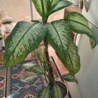 گل دیفن باخیاتنه مادری۸۰۰