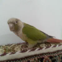گرینجیک فول دستی