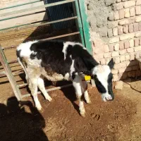 یک راس گوساله نر