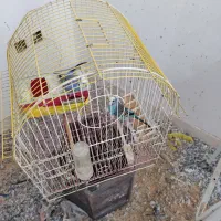 مرغ عشق مولد قفسی|پرنده|قم, شهرک قدس|دیوار