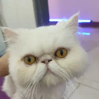 گربه ماده|گربه|ساری, |دیوار