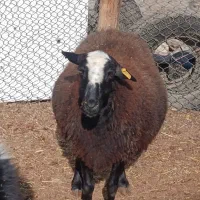 میش آبستن سنگین