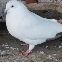 کبوتر|حیوانات|بندر انزلی, عباس آباد|دیوار