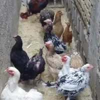 مرغ وخروس
