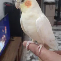 عروس هلندی زرد