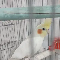 عروس هلندی نر لوتینو