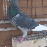 پنج عدد مسافتی پرواز بالا|پرنده|تربتحیدریه, نواب صفوی|دیوار