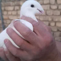 کبوتر تهرونی و پلاکی|پرنده|خمینی‌شهر, |دیوار