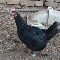 مرغ بومی