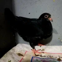 جوجه‌زاغ‌نقره‌ای‌