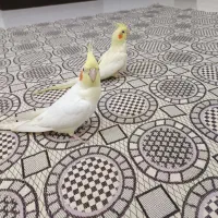 عروس لوتینو|پرنده|رشت, لاکان|دیوار