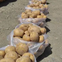 کارگر ساده میوه فروشی|استخدام خدمات فروشگاه و رستوران|گلمکان, |دیوار