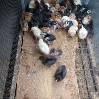 جوجه دورگ امپراطور و اصل محلی