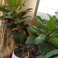 گل های کنارسالنی|گل و گیاه طبیعی|ری, شهرری|دیوار