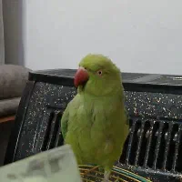 طوطی ملنگو سبز