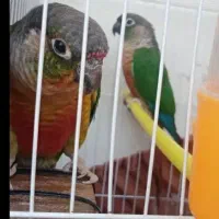 گرینچیک جفت ردفکتوریلوسایدبا۴عددجوجه تپل|پرنده|مشهد, ویلاشهر|دیوار