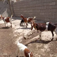 5راس بز گمشده  هرکسی پیدا کرد 50میلیون مژدگانی|حیوانات|مسجد سلیمان, |دیوار