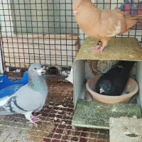 سرک زرد بی نظیر.خوشرنگ خال سرکه ای .دم سفید .سرور