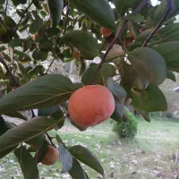 خرمالو