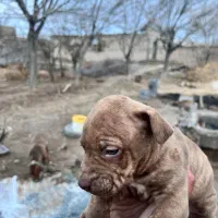 توله سگ پیت بول|سگ|شهر بابک, |دیوار