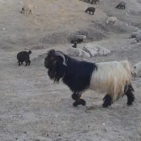 قوچهای ترکی