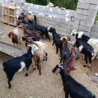 خرید مستقیم از دامدار منصفانه تر از همه جا