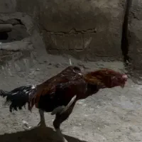 خروس لاری