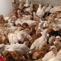 جوجه ی سان پارس