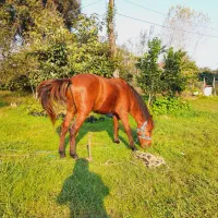 اسب|اسب و تجهیزات اسب‌سواری|تالش, هشتپر|دیوار