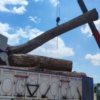 خرید درخت و هرس|خدمات باغبانی و درختکاری|اسکو, |دیوار