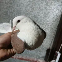 پشت دار قرمز نر هیکلی