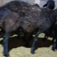 میش  قره قزل هترو و همو آبستن سنگین